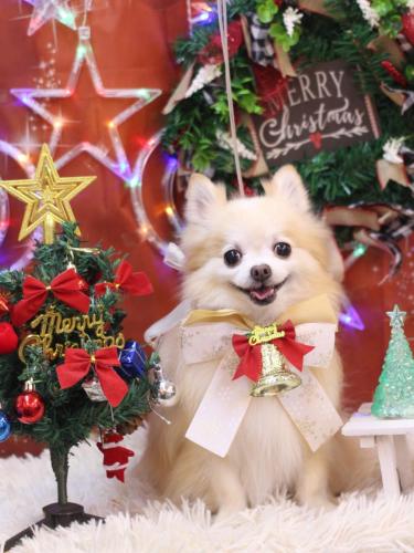 20231217小豆くん